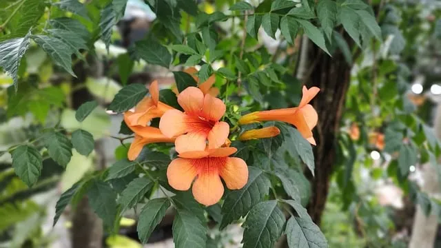 Free Campsis Grandiflora photo and picture