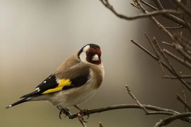 Free Goldfinch Bird photo and picture