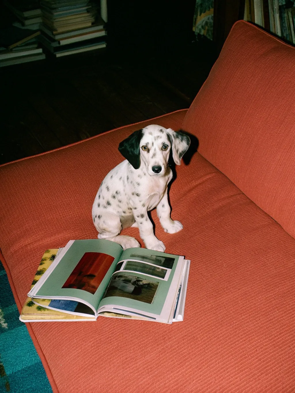 A cute white spotted puppy is sitting on a stack...