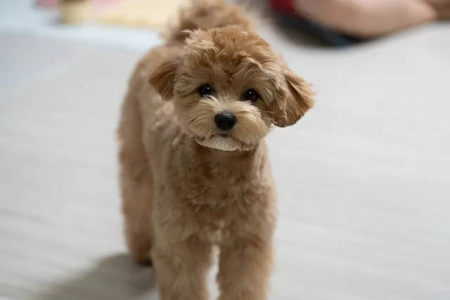 Free Maltipoo Puppy photo and picture