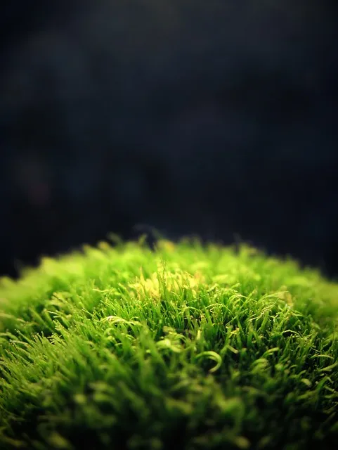 Free Moss Plants photo and picture