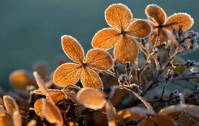 Free Hydrangea Backlighting photo and picture