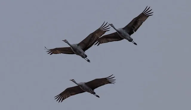 Free Cranes Birds photo and picture