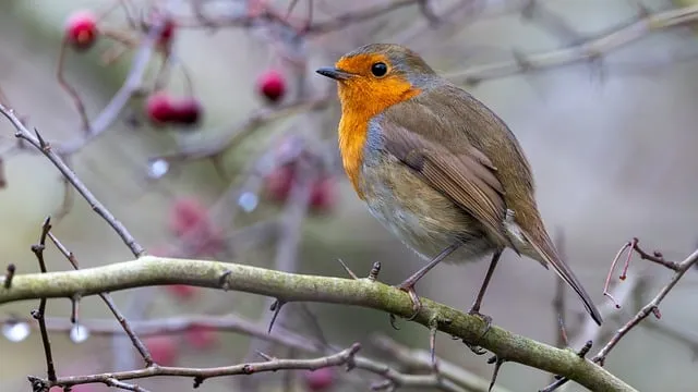 Free Bird Robin photo and picture