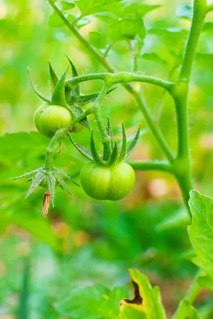 Free Green Tomatoes Tomato Plant photo and picture