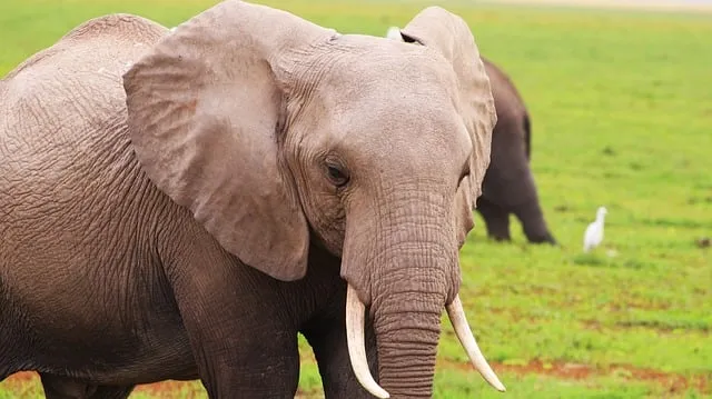 Free Elephant Africa photo and picture