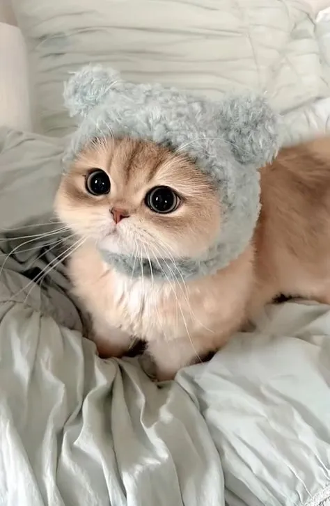 a cat wearing a hat on top of a bed
