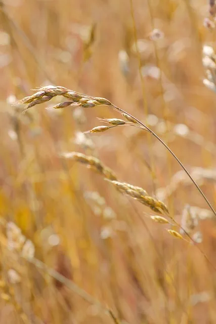 Free Grasses Summer photo and picture
