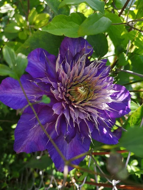 Free Blossom Bloom photo and picture