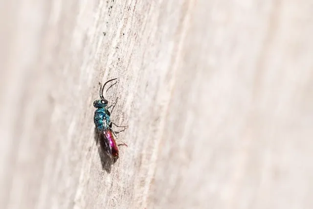 Free Insect Ruby-Tail Wasp photo and picture