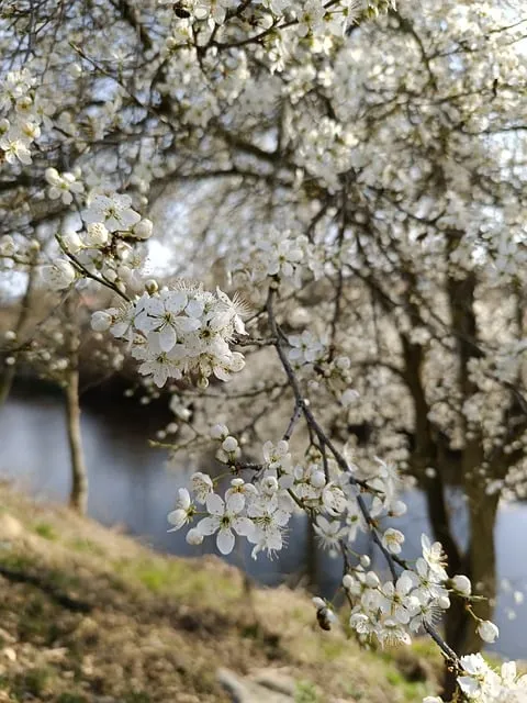 Free Nature Spring photo and picture