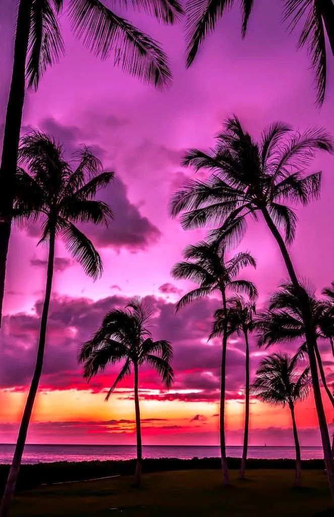 palm trees are silhouetted against an orange and purple sunset