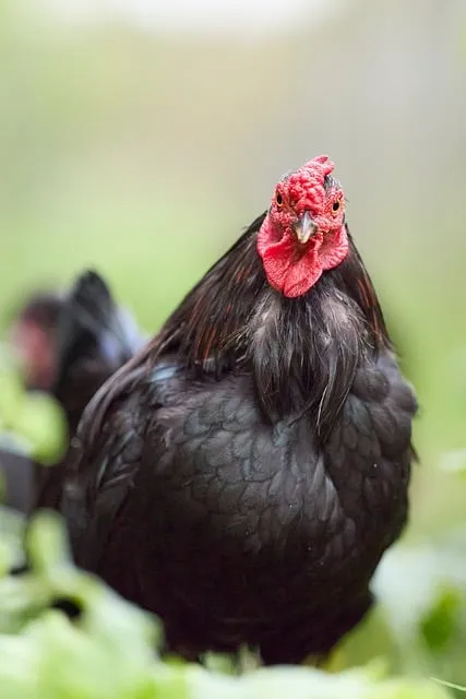 Free Chicken Poultry photo and picture