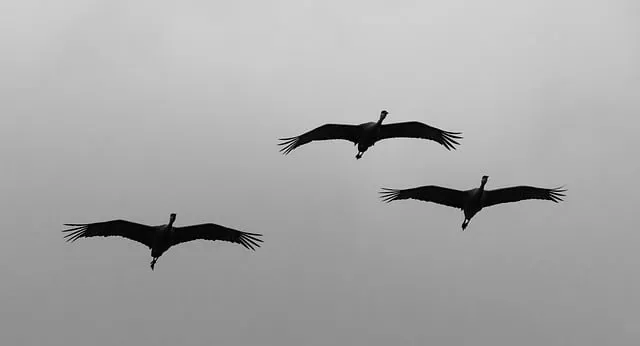 Free Cranes Birds photo and picture