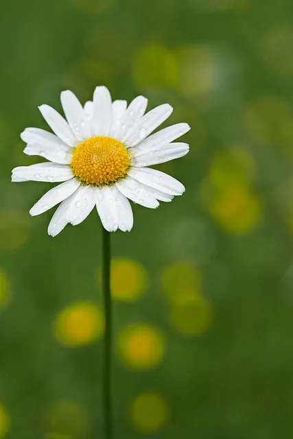 Free Magerite Flower photo and picture