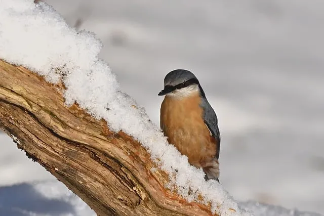 Free Bird Species Winter photo and picture