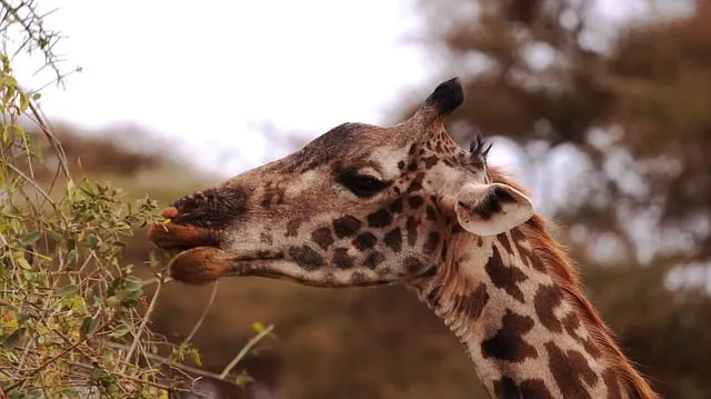 Free Giraffe Nature photo and picture