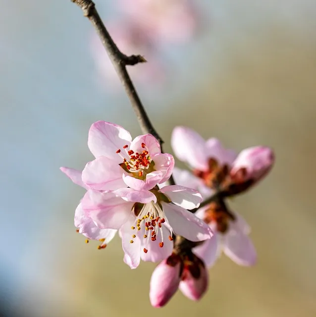 Free Flower Petals photo and picture