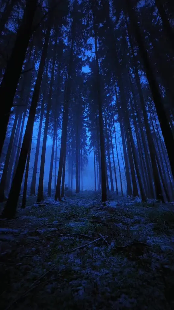 a forest filled with lots of tall trees covered in blue fog at night, during the day
