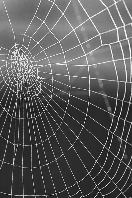 Free Mobile Wallpaper Spider Web photo and picture