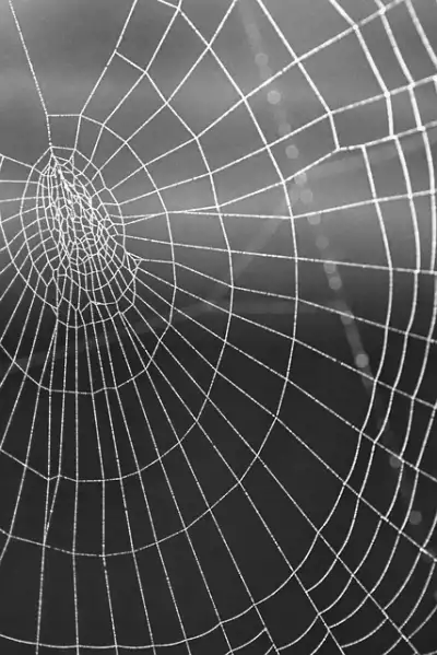 Free Mobile Wallpaper Spider Web photo and picture