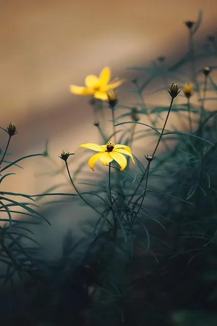 Free Yellow Flowers photo and picture