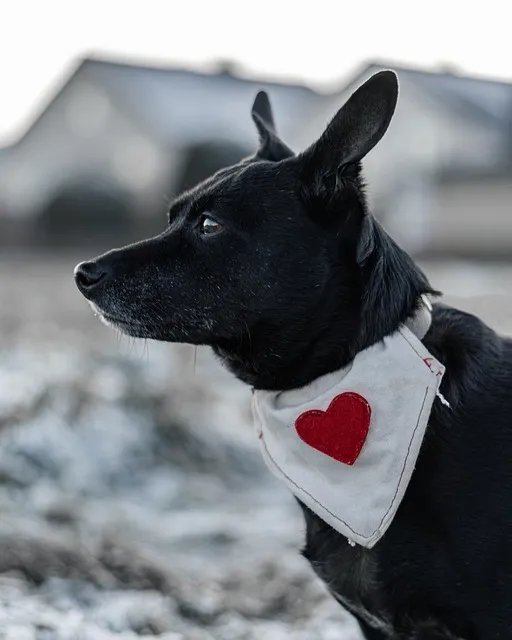 Free Dog Puppy photo and picture