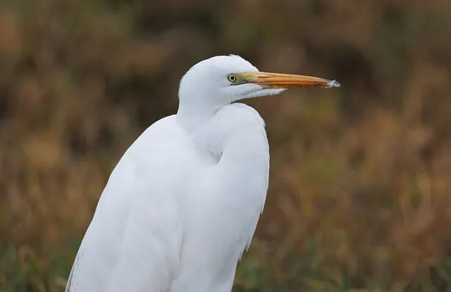 Free Egret Wildlife photo and picture