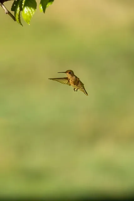 Free Hummingbird Samsung Wallpaper photo and picture