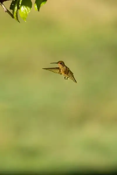 Free Hummingbird Samsung Wallpaper photo and picture