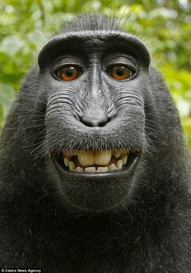 British wildlife photographer says famous monkey selfie ruined him