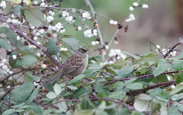 Free Bird Nature photo and picture