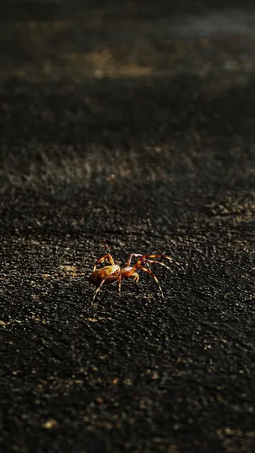 Free Trapdoor Spider Ipad Wallpaper photo and picture