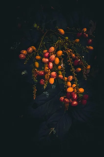 Free Fruits Dark photo and picture