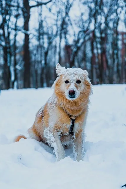 Free Dog Pet photo and picture