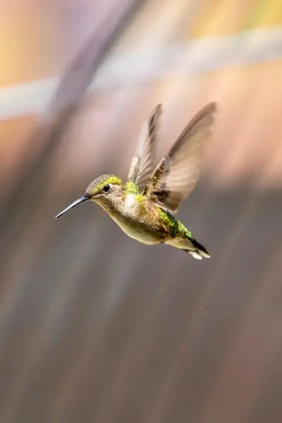 Free Hummingbird Iphone Wallpaper photo and picture