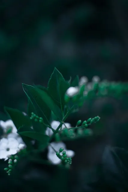 Free Buds Floral Background photo and picture