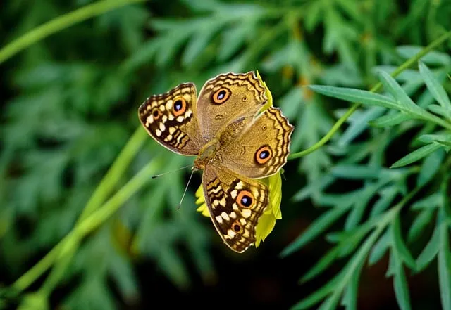 Free Butterfly Insect photo and picture