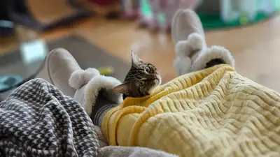 Free Cat Kitten photo and picture