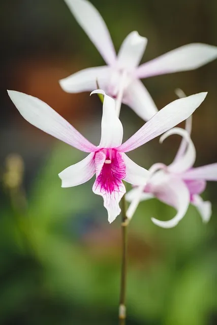 Free Natural Pure photo and picture