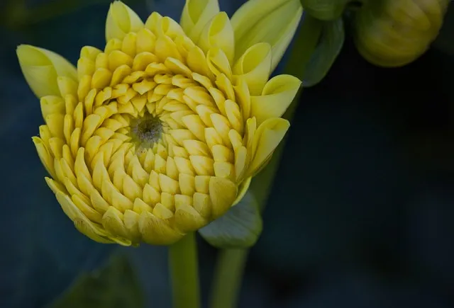 Free Dahlia Yellow Dahlia photo and picture