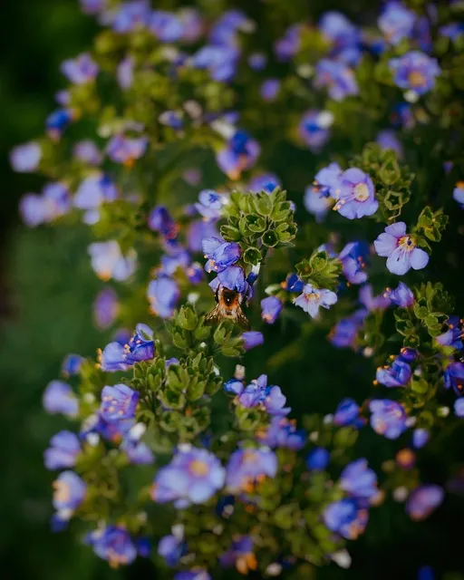Free Flowers Purple Flowers photo and picture