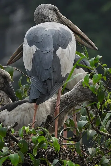 Free Stork Stork Nest photo and picture