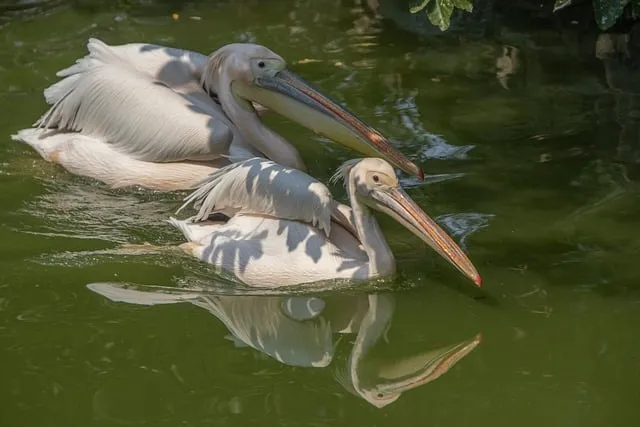 Free Pelican Waterbirds photo and picture