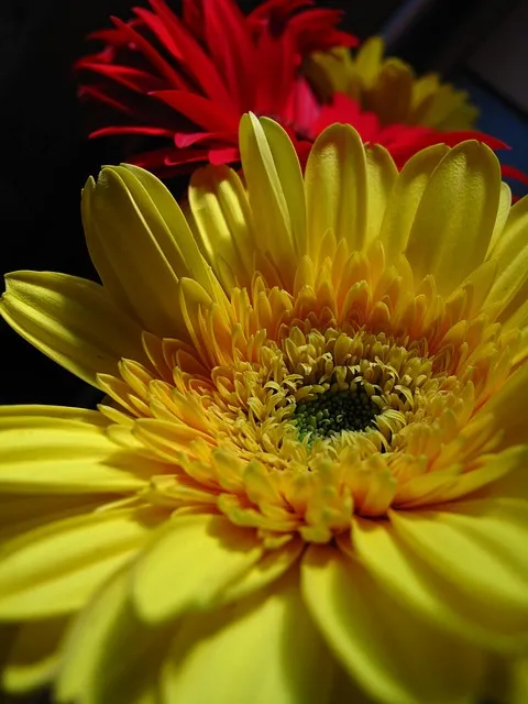 Free Flower Yellow photo and picture