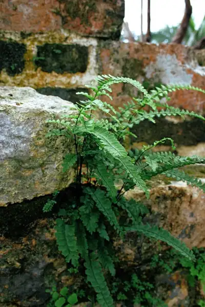 Free Flower Petal photo and picture