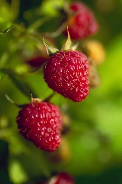 Free Raspberry Berries photo and picture