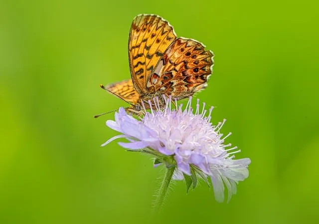 Free Butterfly Behavior photo and picture