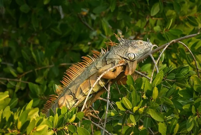 Free Iguana Lizard photo and picture