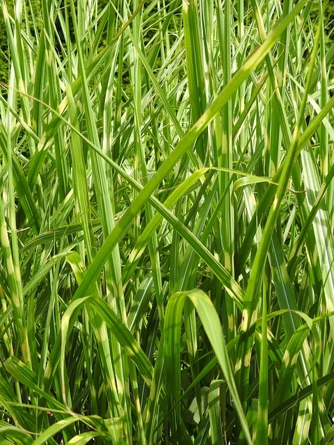 Free Grass Samsung Wallpaper photo and picture
